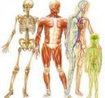 Ostéopathie posturale